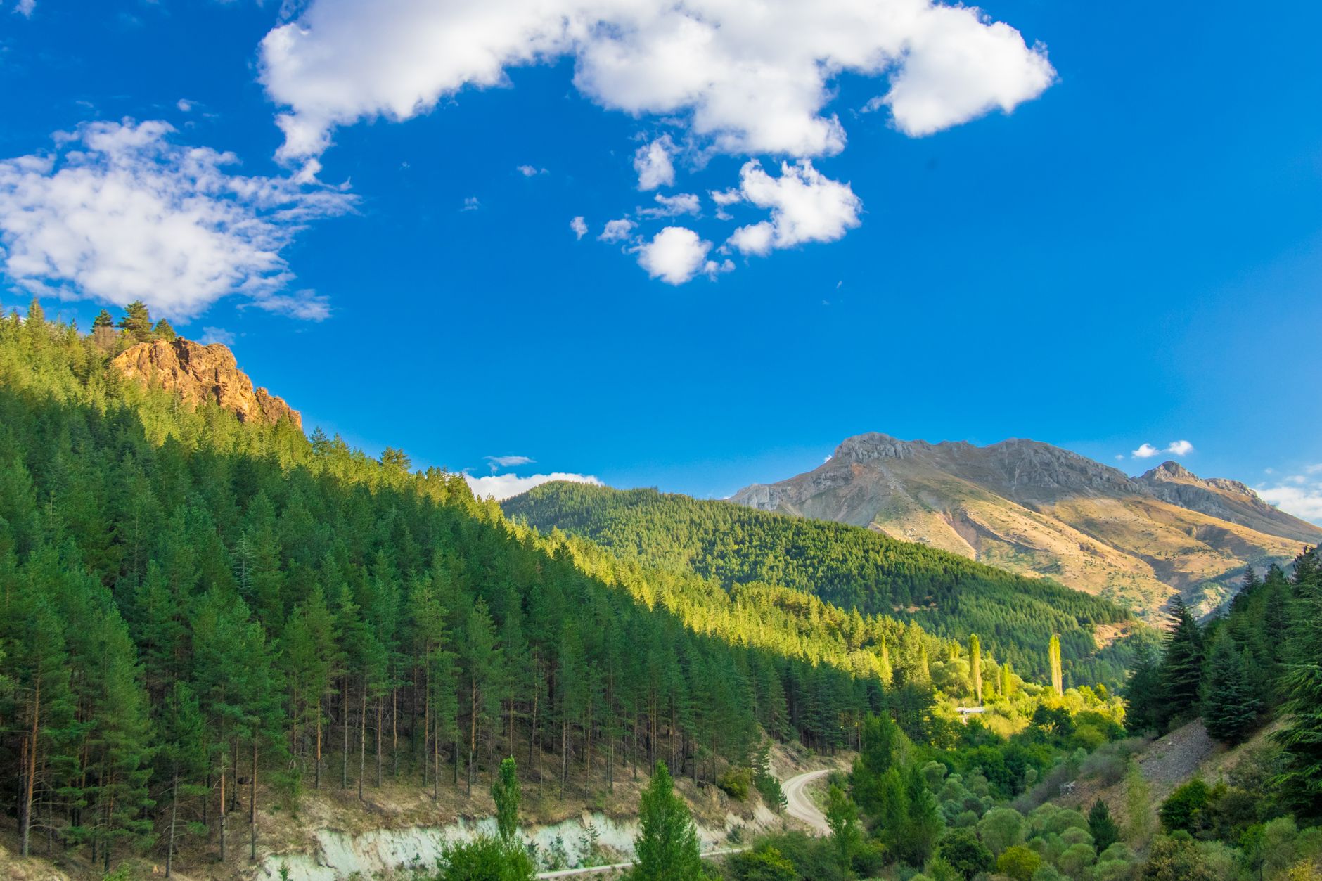 Mountain forest conservation landscape